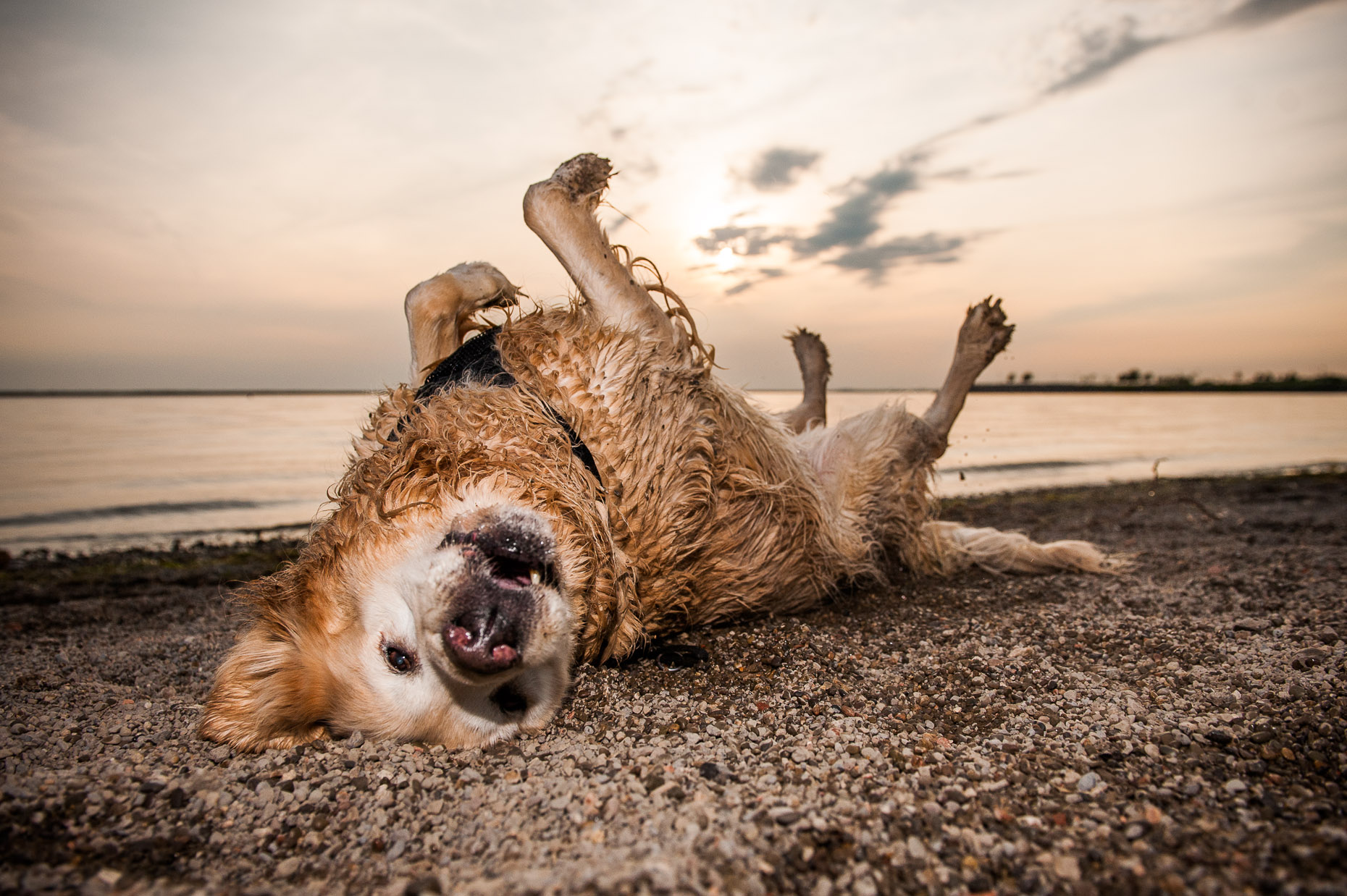 aaron-ingrao-dog-beach-rolling-fun.jpg
